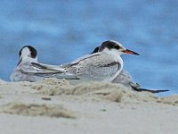 Common Tern - Cape May County, NJ - 09/10/14