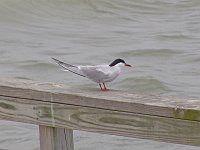 Forster's Tern                              - Northampton County, VA - 05/02/05