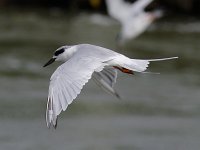 Forster's Tern - Atlantic County, NJ - 09/09/14