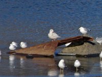 Glaucous Gull(center) with Ring-Billed Gulls- Saratoga County, NY - 03/24/14