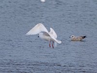 Iceland Gull- Saratoga County, NY - 03/21/14