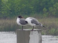 Laughing Gull - McIntosh County,  GA - 05/06/05