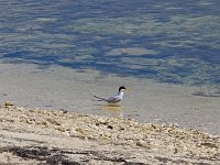 Least Tern - Monroe County, FL - 05/09/10