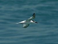 Sandwich Tern - Monroe County, FL - 04/22/15