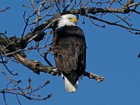 Bald Eagle - Albany County, NY - 02/28/15
