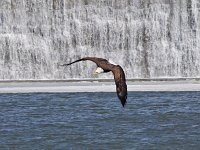 Bald Eagle - Albany County, NY - 03/23/14