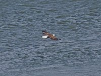 Bald Eagle - Albany County, NY - 03/23/14