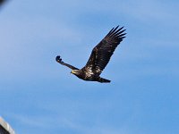 Bald Eagle - Albany County, NY - 03/23/14