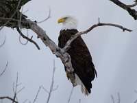 Bald Eagle - Albany County, NY - 03/04/15