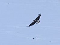 Bald Eagle - Albany County, NY - 01/24/15
