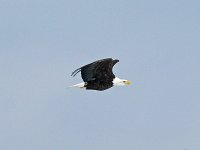 Bald Eagle - Albany County, NY - 02/12/15
