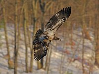 Bald Eagle - Albany County, NY - 03/06/15
