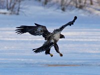 Bald Eagle - Albany County, NY - 03/06/15