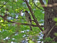 Cooper's Hawk - Saratoga County, NY - 07/26/20