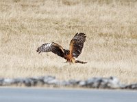 Northern Harrier - female - Albany County, NY - 01/29/17