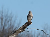 Northern Harrier - male -  Saratoga County, NY - 03/29/15