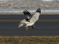 Northern Harrier - male - Albany County, NY - 01/10/18