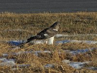 Northern Harrier - male - Albany County, NY - 01/10/18