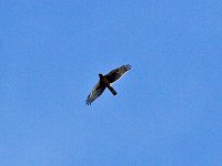 Northern Harrier - Cape May County, NJ - 09/12/14