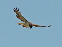Short-Tailed Hawk - Monroe County, FL - 04/26/15