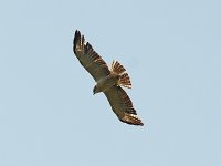 Short-Tailed Hawk - Monroe County, FL - 04/26/15