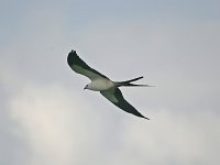 Swallow-Tailed Kite - Dade County, FL - 04/16/08