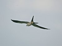 Swallow-Tailed Kite - Dade County, FL - 04/16/08