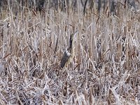 American Bittern - Saratoga County, NY - 05/14/18