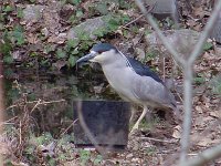 Black-Crowned Night-Heron - Saratoga County, NY - 04/15/01