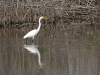 Great Egret - Monroe County, FL- 05/12/07