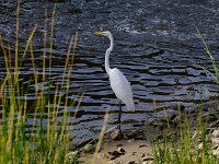 Great Egret - Accomack County, VA - 09/23/09