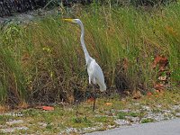 Great Egret - Monroe County, FL- 05/01/14