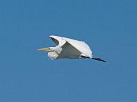Great Egret - Atlantic County, NJ - 09/15/10