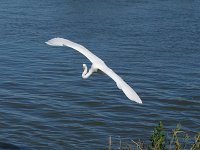 Great Egret - Atlantic County, NJ - 09/15/10