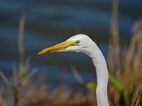 Great Egret - Atlantic County, NJ - 09/15/10