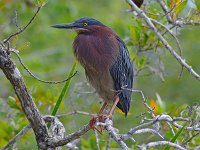 Green Heron - Monroe County, FL - 05/12/09