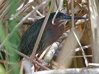 Green Heron - Monroe County, FL - 04/24/14