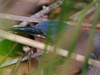 Green Heron - Monroe County, FL - 04/24/14