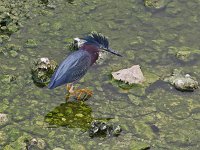 Green Heron - Dade County, FL - 05/04/11