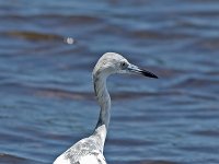 Little Blue Heron - Monroe County, FL - 04/28/17