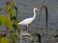 Little Blue Heron - Cape May County, NJ - 09/18/13