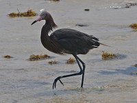 Reddish Egret - Monroe County, FL - 05/01/14