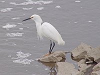 Snowy Egret - Atlantic County, NJ  - 05/01/05