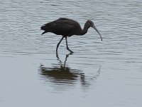 Glossy Ibis - Cape May County, NJ - 09/08/16