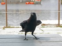 American Crow - Monroe County, FL - 05/12/07
