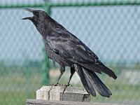 American Crow - Albany County, NY - 09/23/17