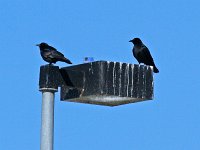 Fish Crow - Albany County, NY - 02/28/15