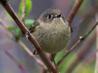 Ruby-Crowned Kinglet - male -  Saratoga County, NY - 04/26/20