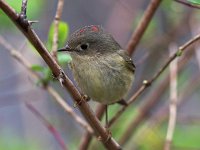 Ruby-Crowned Kinglet - male -  Saratoga County, NY - 04/26/20