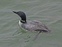 Common Loon - Northampton County, VA - 05/02/05